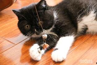 猫化的图片,揭秘猫化图片的神秘魅力